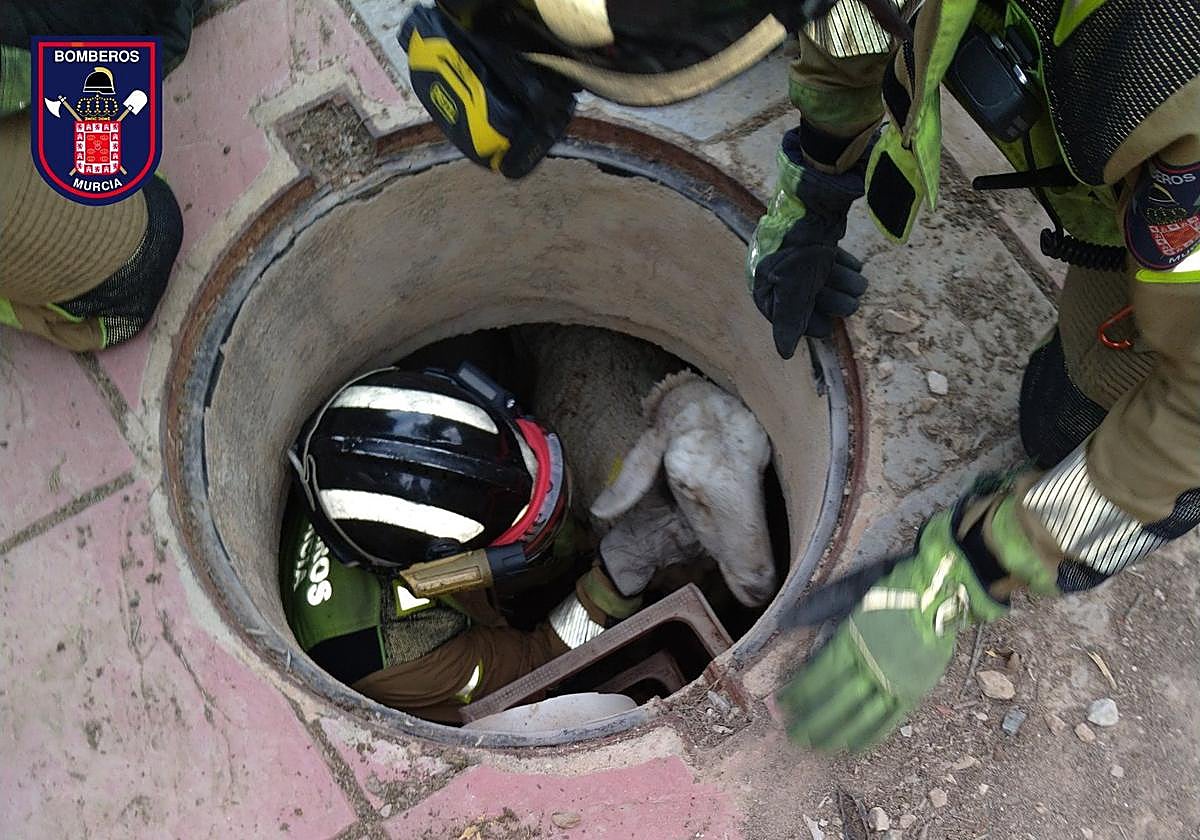 La oveja atrapada en el pozo.