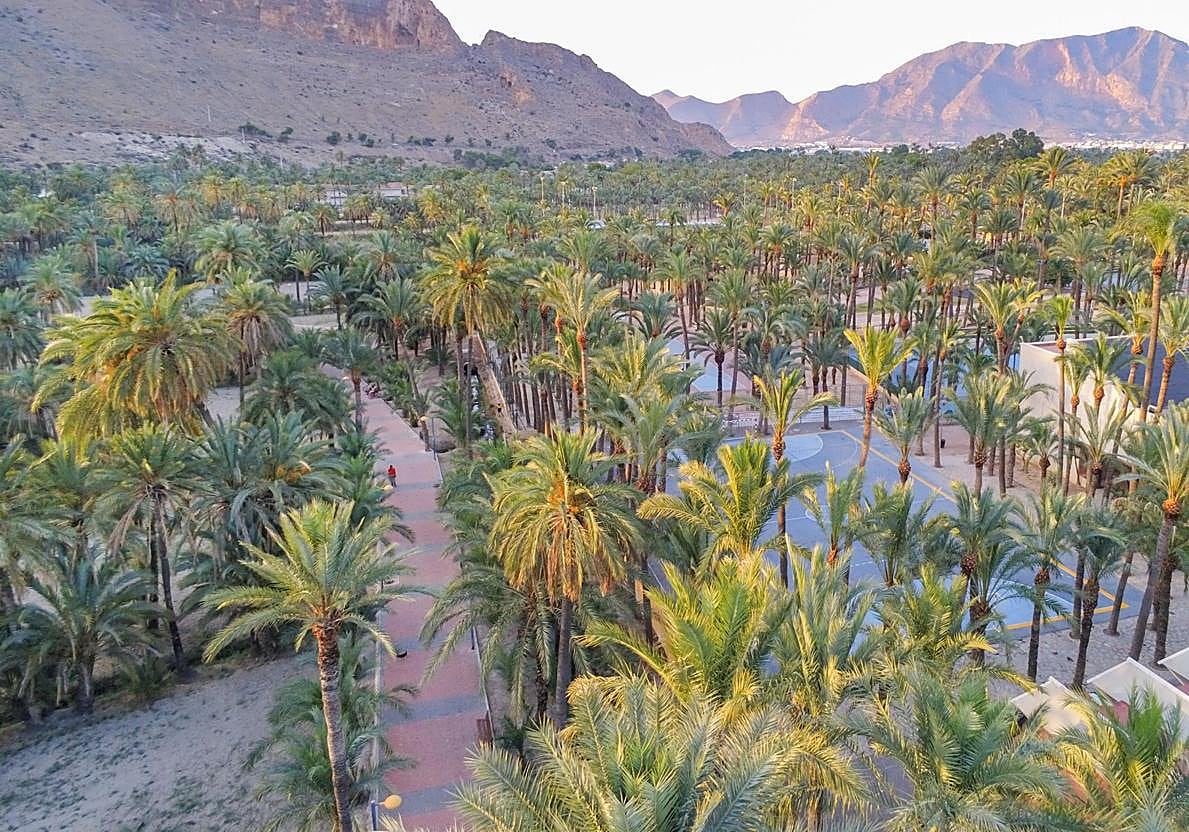Imagen de archivo del palmeral de Orihuela.
