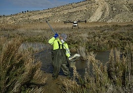 Un operario durante las labores de fumigación y recogida de muestras en una rambla de Murcia.
