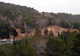 Manchas de árboles muertos y expuestos a las plagas en el Puerto de la Cadena. Han desaparecido 75.000 ejemplares en el monte público de Carrascoy.