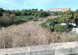 Estado del cauce de la rambla río Nacimiento, repleto de cañas secas.