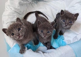 Tres gatos cachorros en Alhama de Murcia.