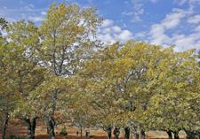 Melojar de la Torca (Albacete)