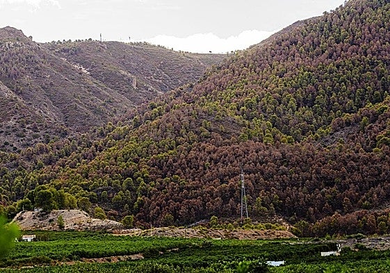 Grandes masas de pinos secos en la Sierra de Carrascoy, en una imagen de archivo.