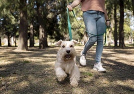 Una veterinaria alerta de esta planta común al pasear al perro: «Causa lesiones, infecciones y abscesos».