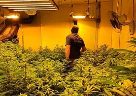 Las plantaciones encontradas en las viviendas.