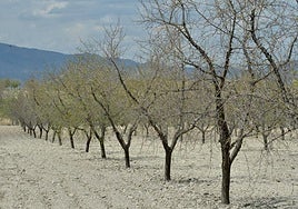 Almendros afectados por la sequía, en una imagen de archivo.