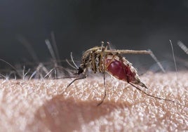 Imagen de archivo de un mosquito.