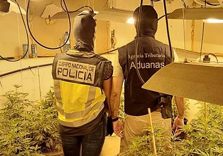 La plantación de marihuana en Cartagena.