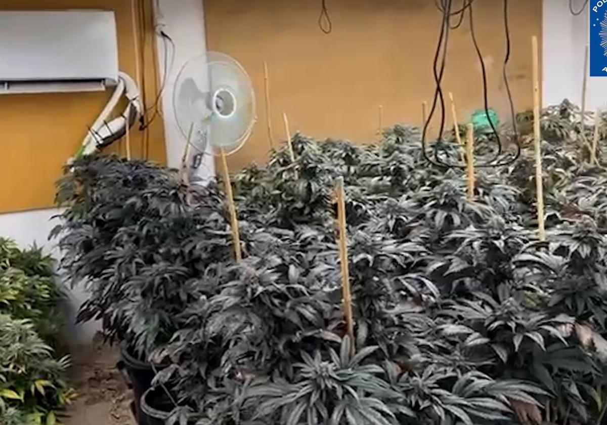 El cultivo de marihuana incautado en Abarán.