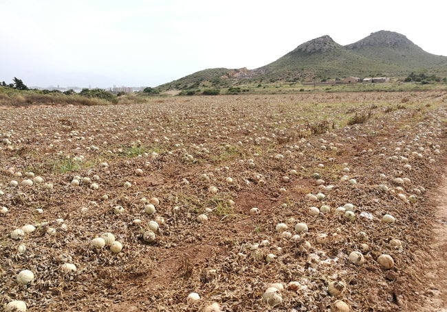 Campo de melones en Calblanque con los frutos no recogidos abandonados en el terreno.