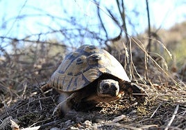Un ejemplar de tortuga mora, en la sierra de Almenara.