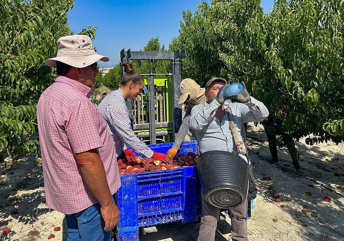 Un trabajador bebe agua durante la faena de recogida de paraguayos en el paraje de Los Albares de Cieza, el pasado martes.