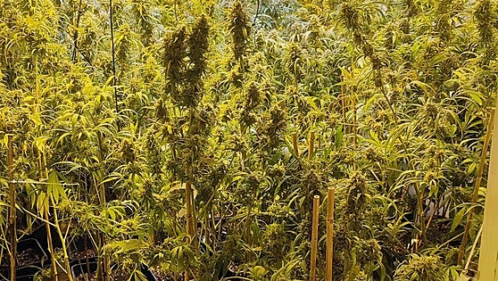 Desmantelan once invernaderos con más de mil plantas de marihuana en Lorquí y Alguazas
