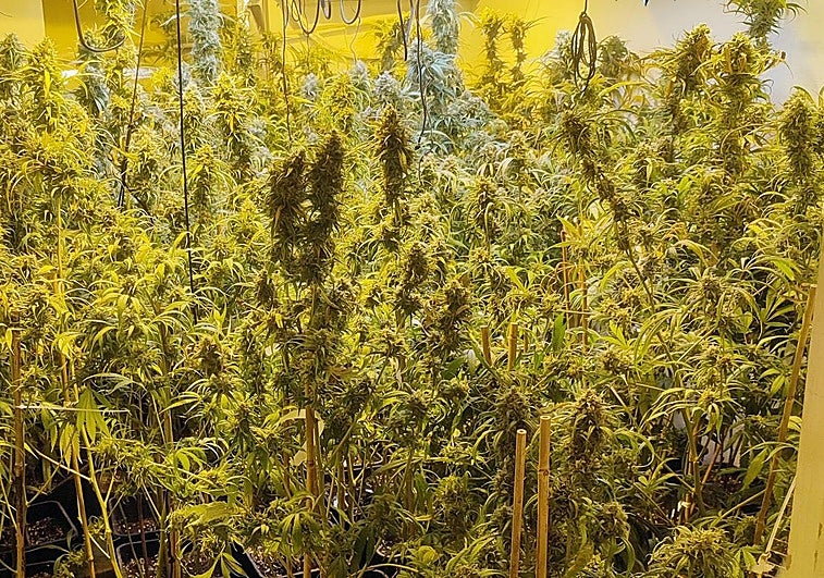 Una de las plantaciones de marihuana.