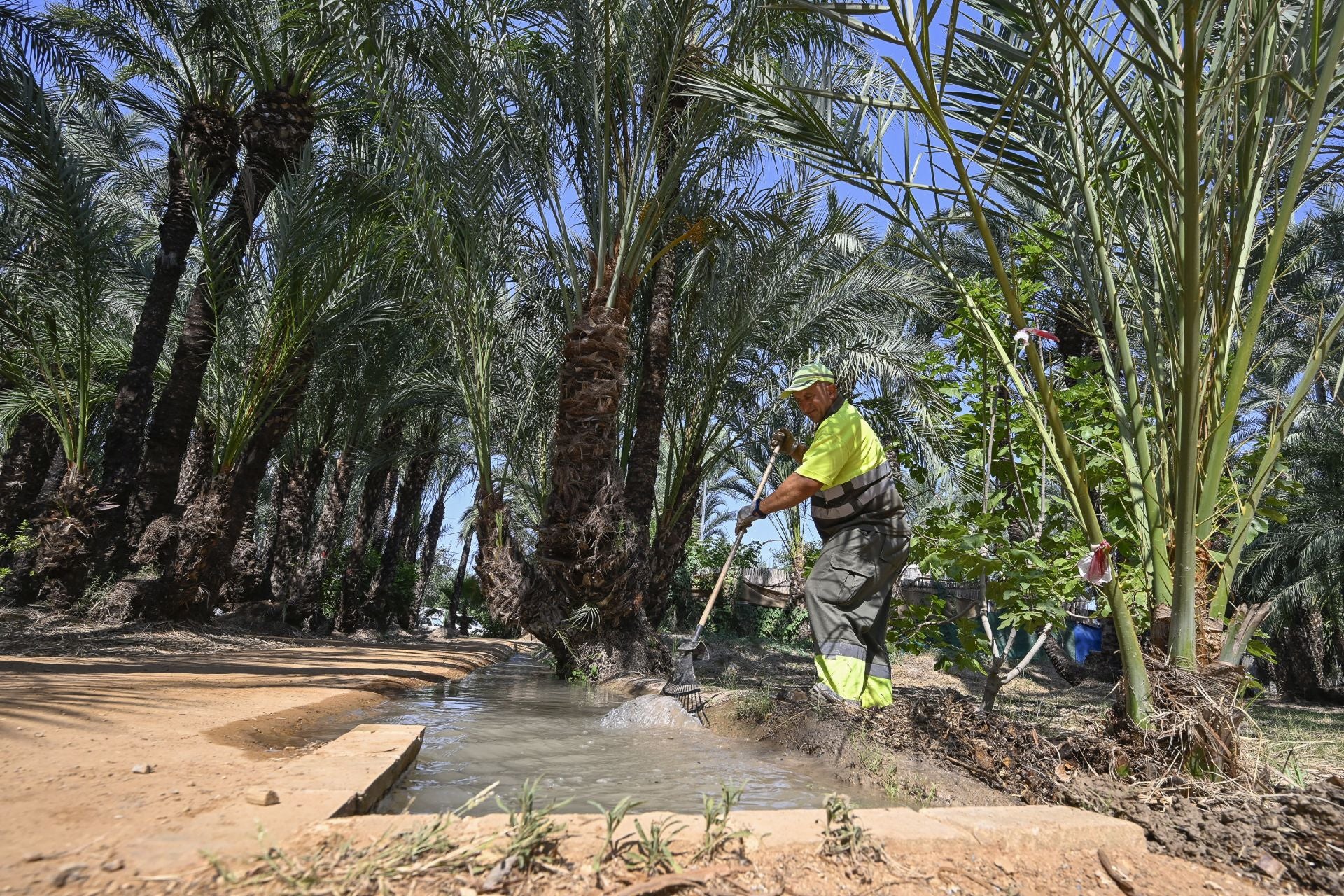 Riego tradicional en el palmeral de Zaraíche, en imágenes