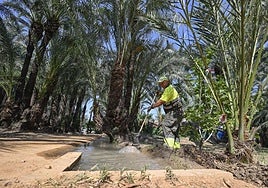 Riego tradicional en el palmeral de Zaraíche.