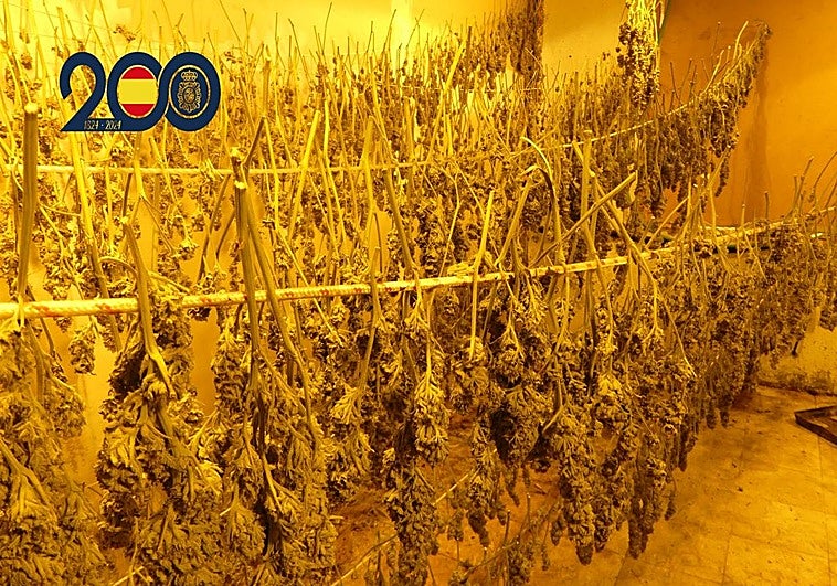La plantación de marihuana en el interior de la vivienda.