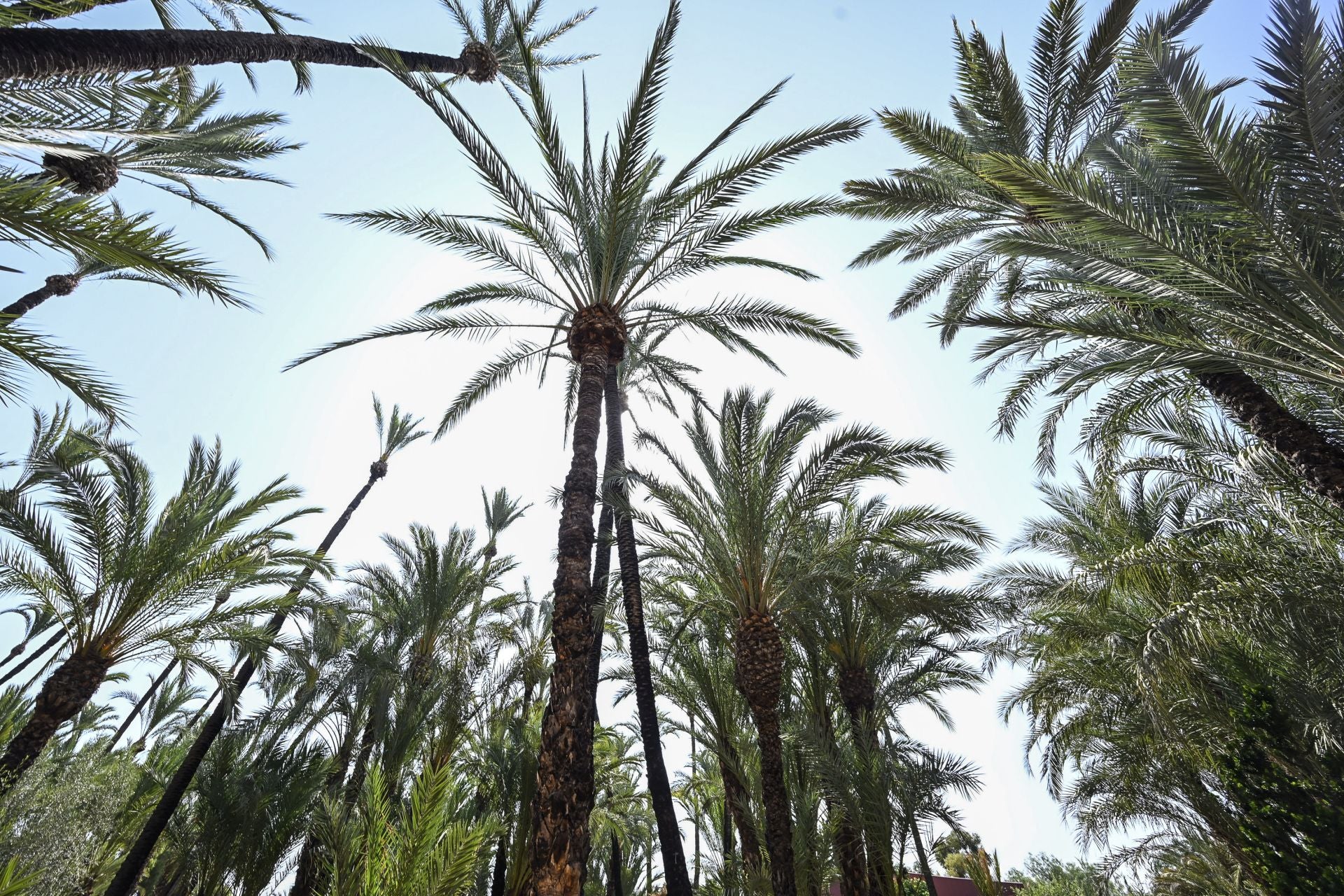 Riego tradicional en el palmeral de Zaraíche, en imágenes