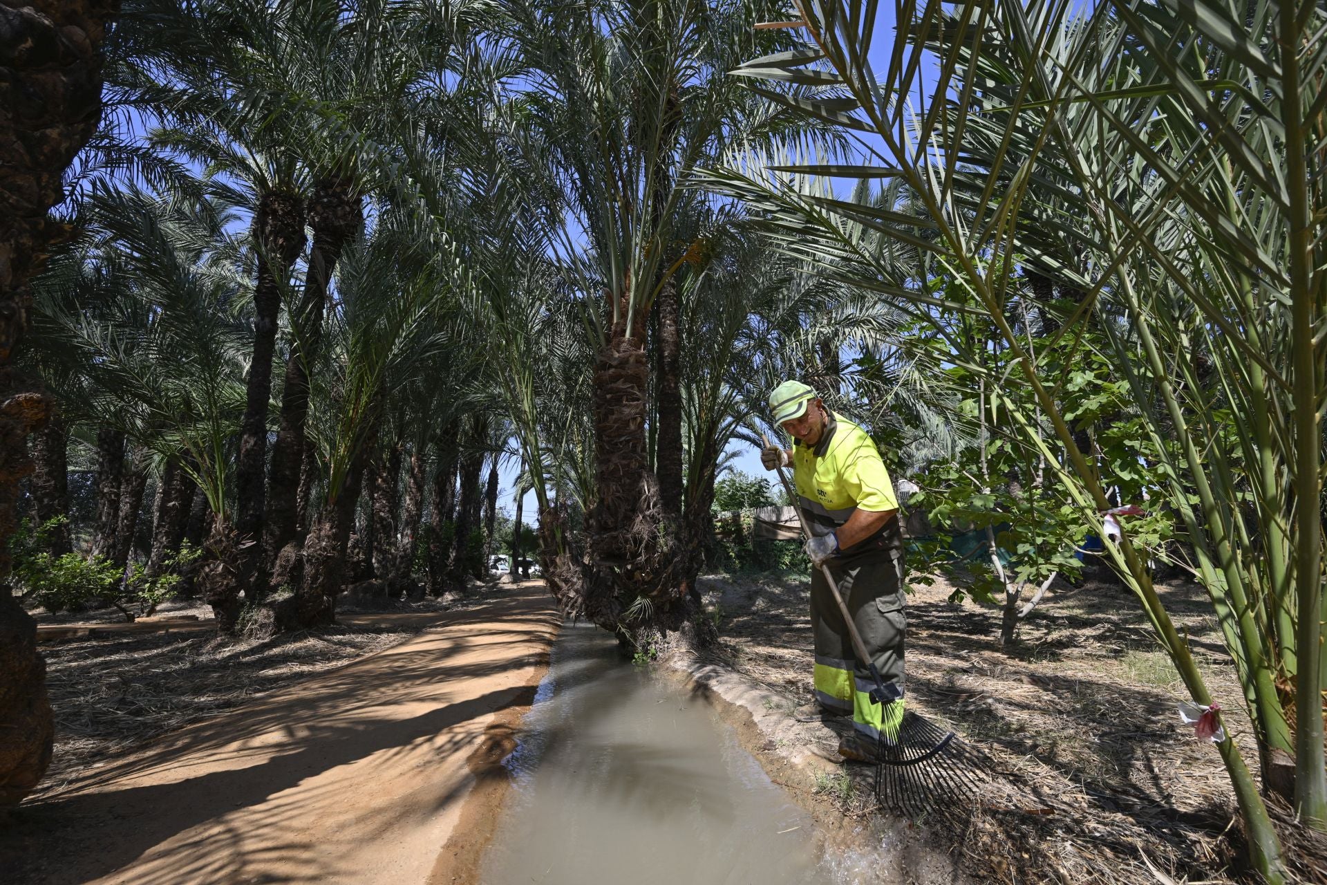 Riego tradicional en el palmeral de Zaraíche, en imágenes