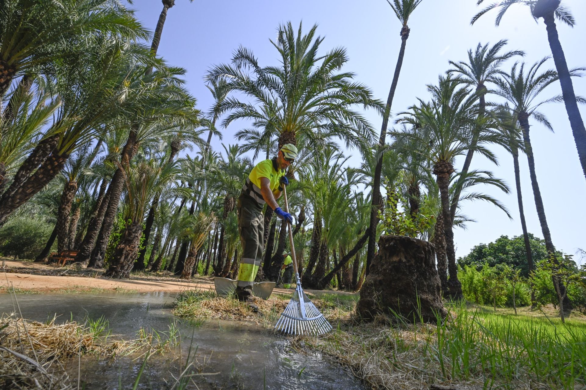 Riego tradicional en el palmeral de Zaraíche, en imágenes