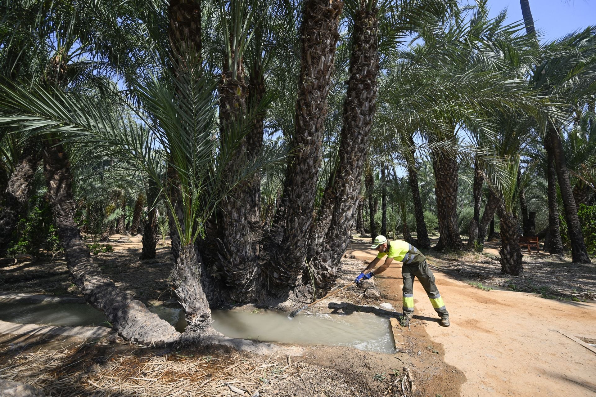 Riego tradicional en el palmeral de Zaraíche, en imágenes