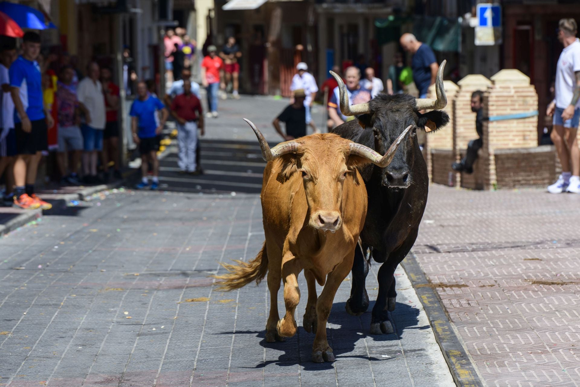 El encierro de Moratalla de este viernes, en imágenes