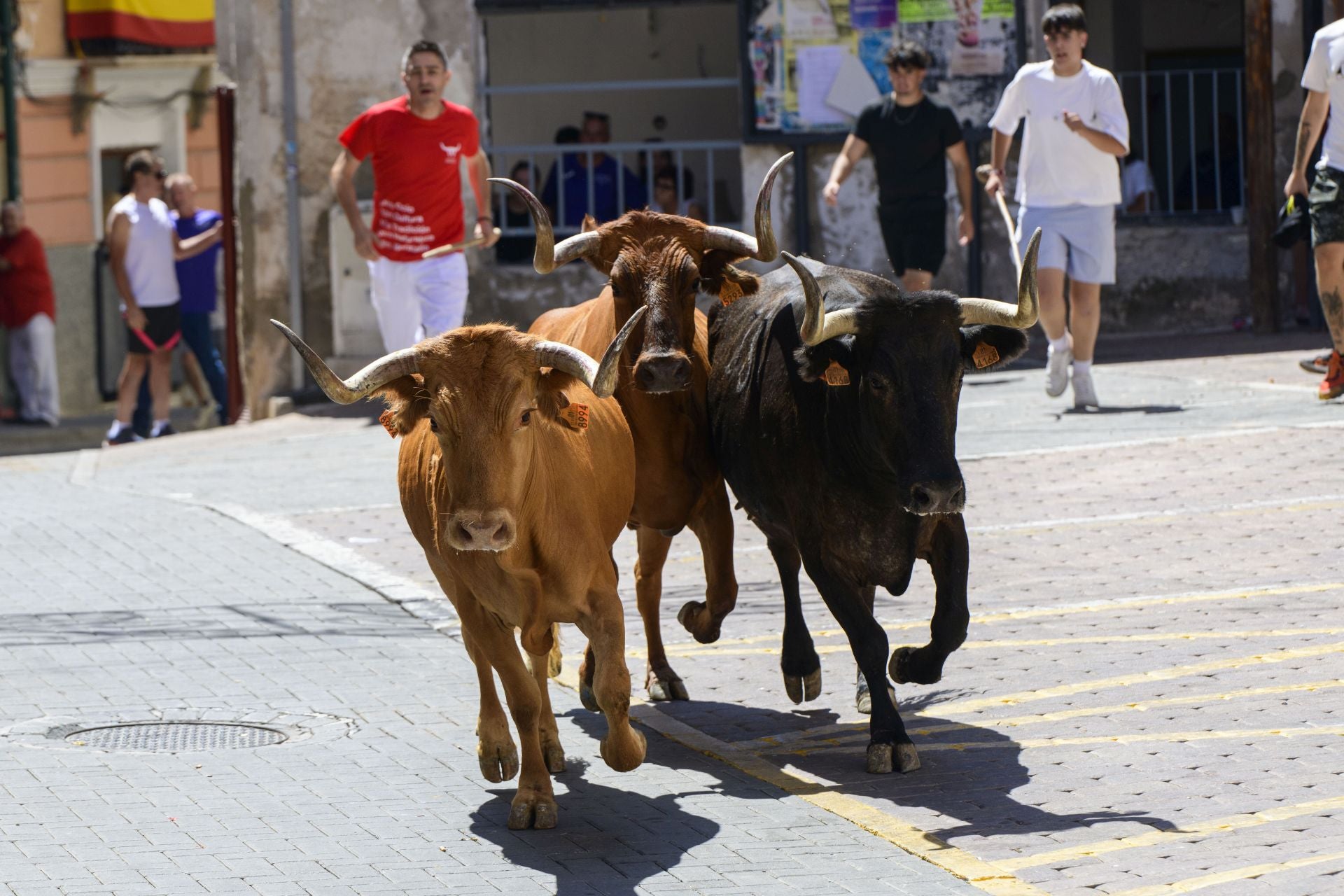 El encierro de Moratalla de este viernes, en imágenes