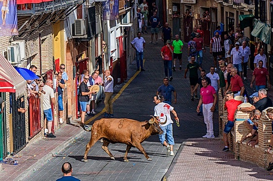 Corredores en el encierro de Moratalla observan a una de las reses.