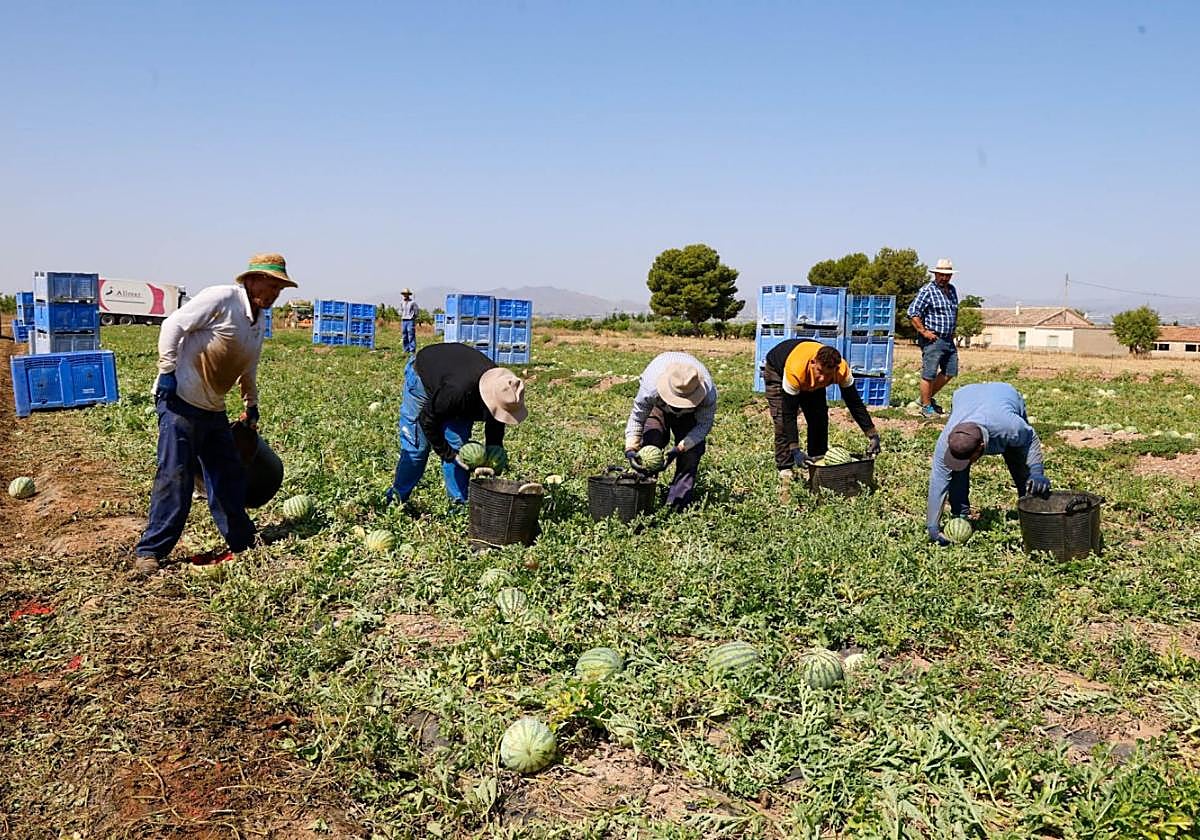 Recolección de sandías en una finca agrícola de la pedanía lorquina de Purias.