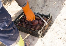 Imagen de la recogida de brevas.