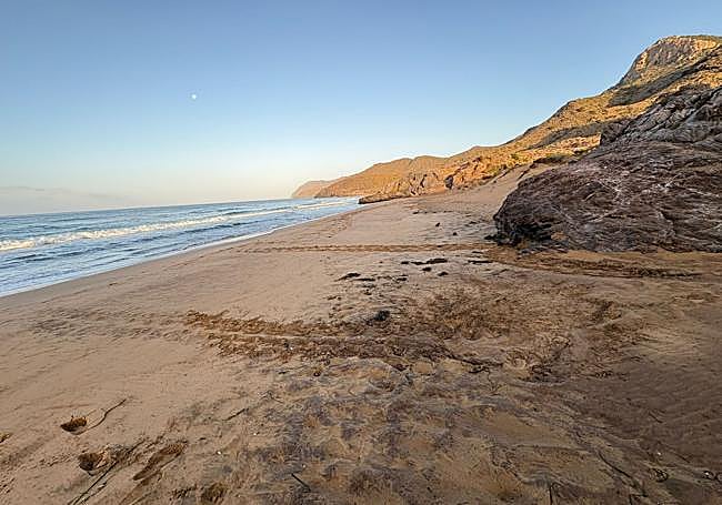 Huellas de tortuga boba, este domingo, en Calblanque.