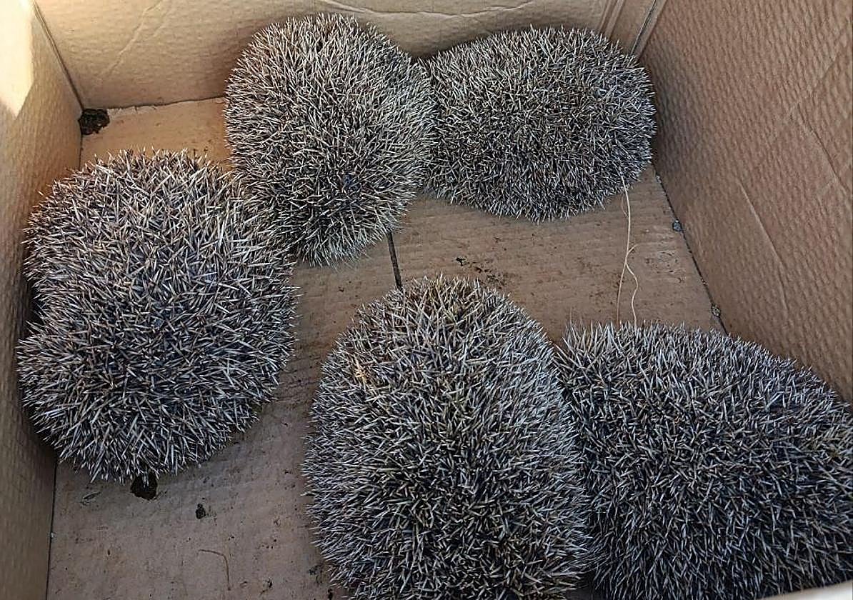 Los cinco ejemplares ya están en el Centro de El Valle.