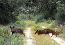 Un grupo de jabalíes, una especie cinegética, en una foto de archivo.