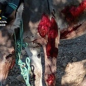 Estado del animal tras ser arrastrado por el presunto maltratador.