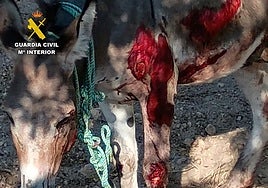 Estado del animal tras ser arrastrado por el presunto maltratador.