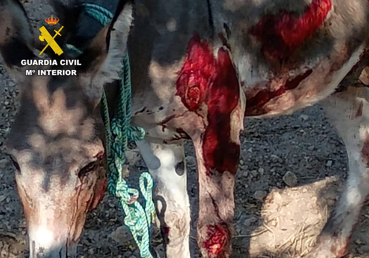 Estado del animal tras ser arrastrado por el presunto maltratador.