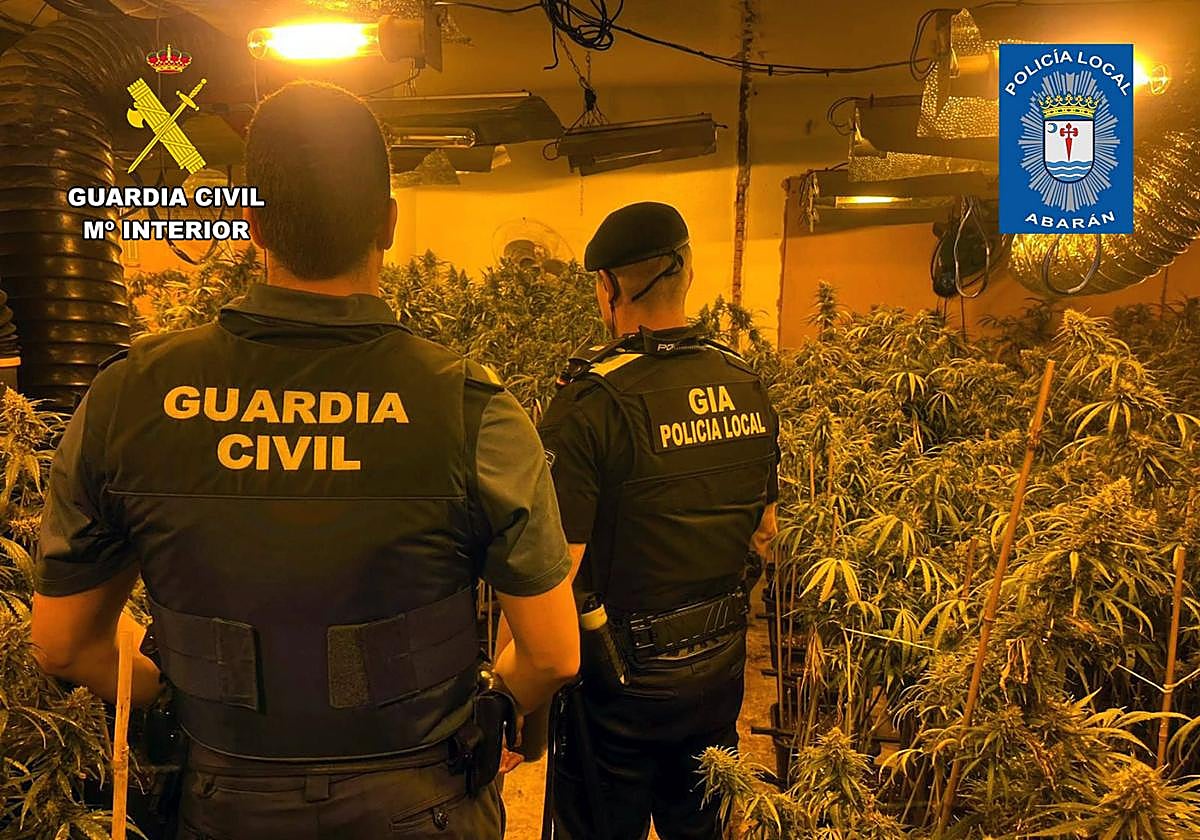 Plantas de marihuana halladas durante uno de los registros.