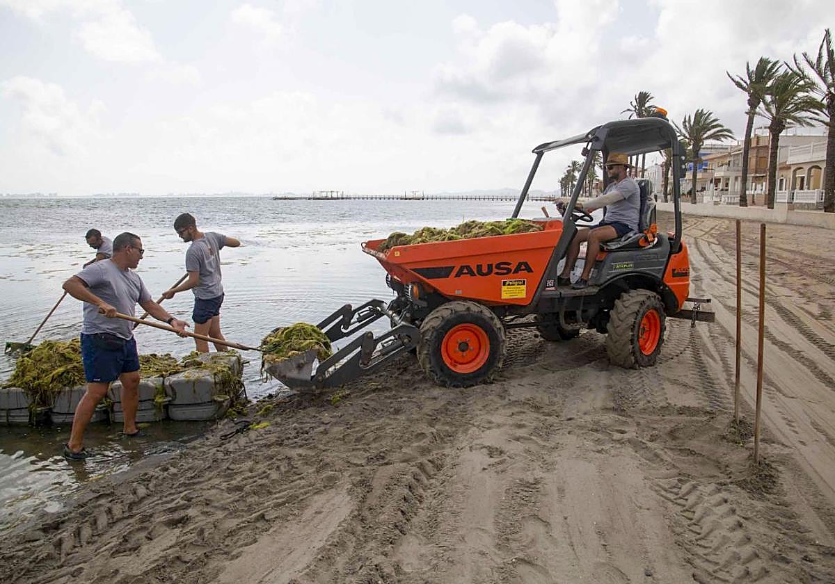 Operarios retiran ova, anteayer, en la orilla de la playa en Los Urrutias.