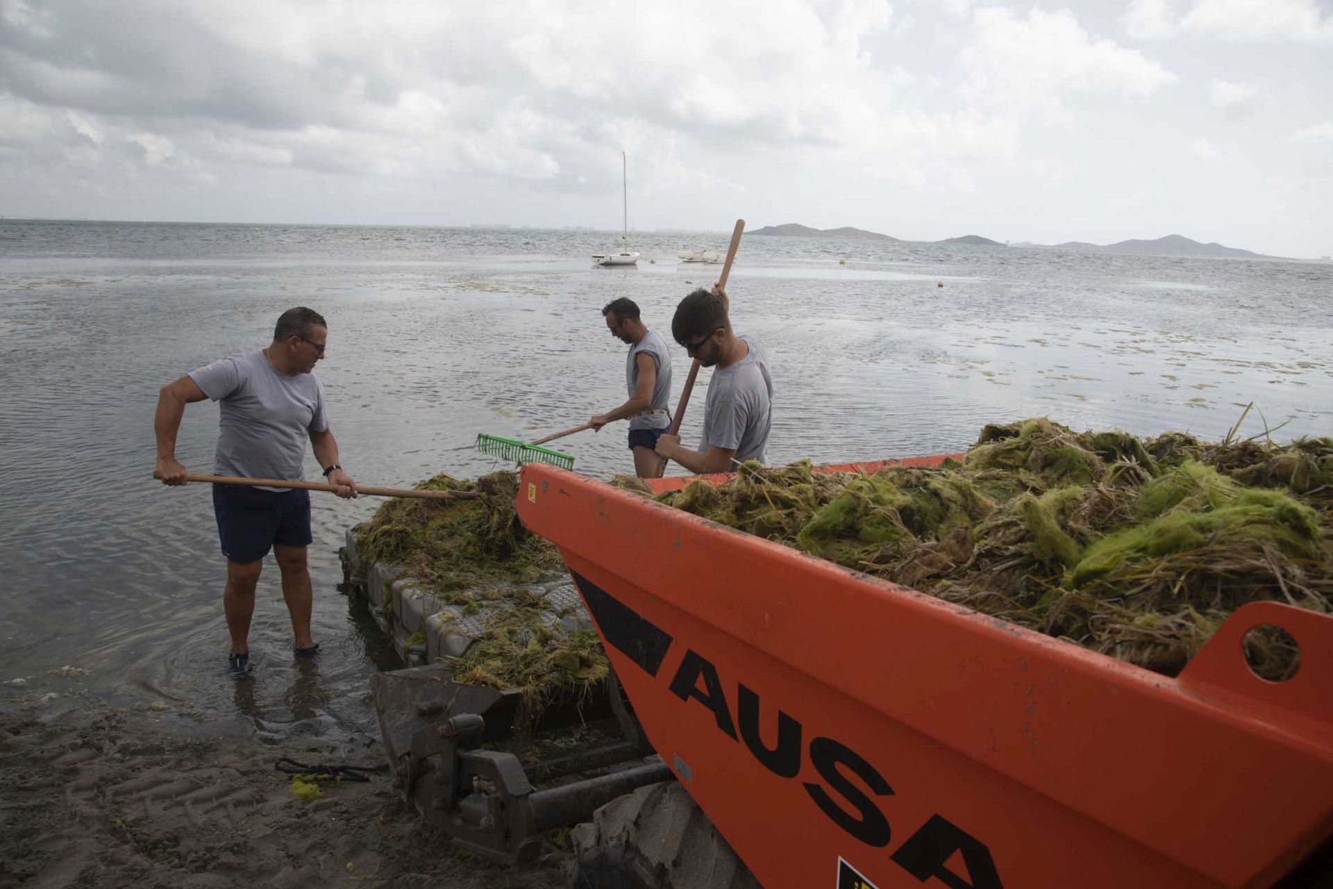 Los vecinos de Los Urrutias y Punta Brava retiran ova de las playas