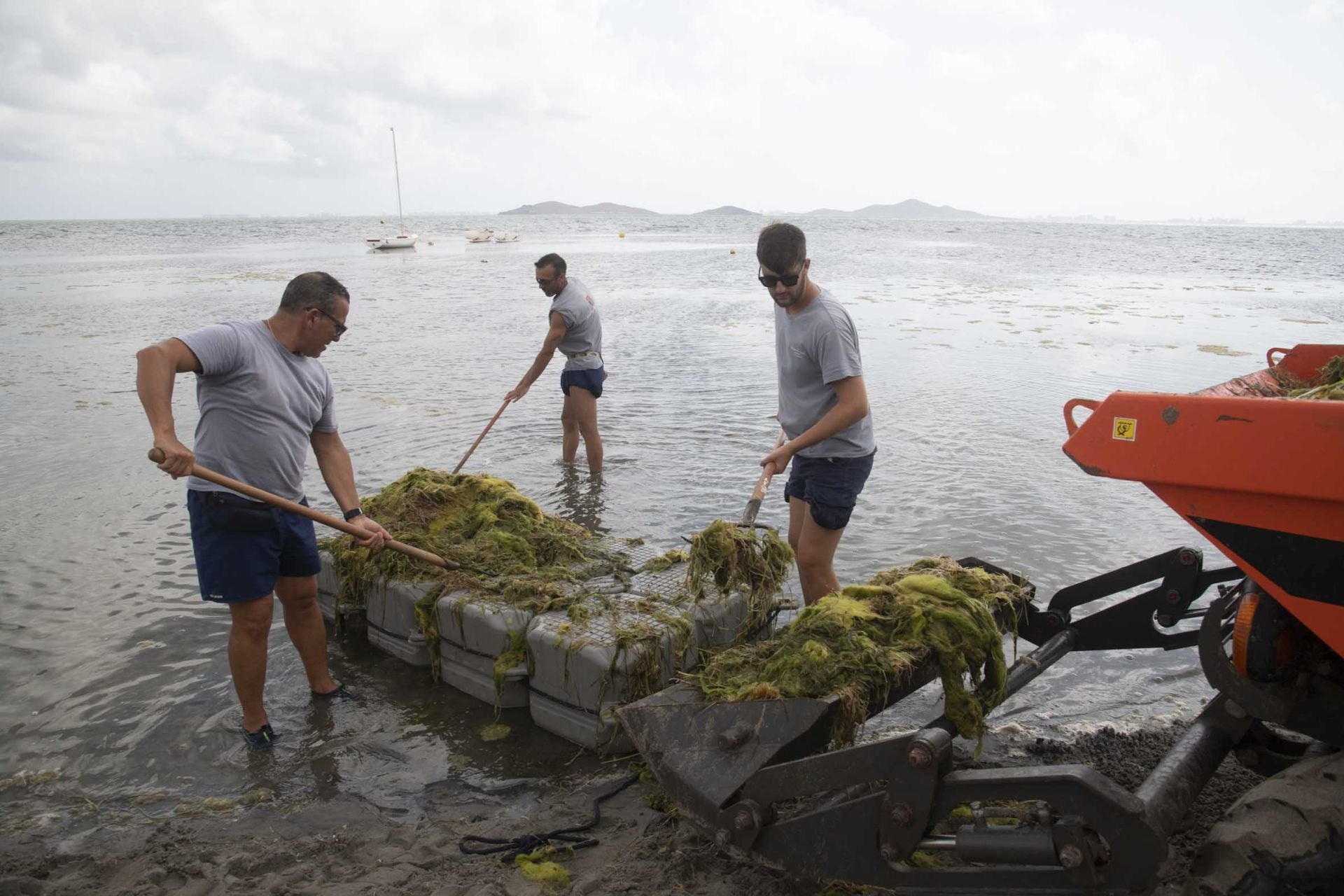 Los vecinos de Los Urrutias y Punta Brava retiran ova de las playas