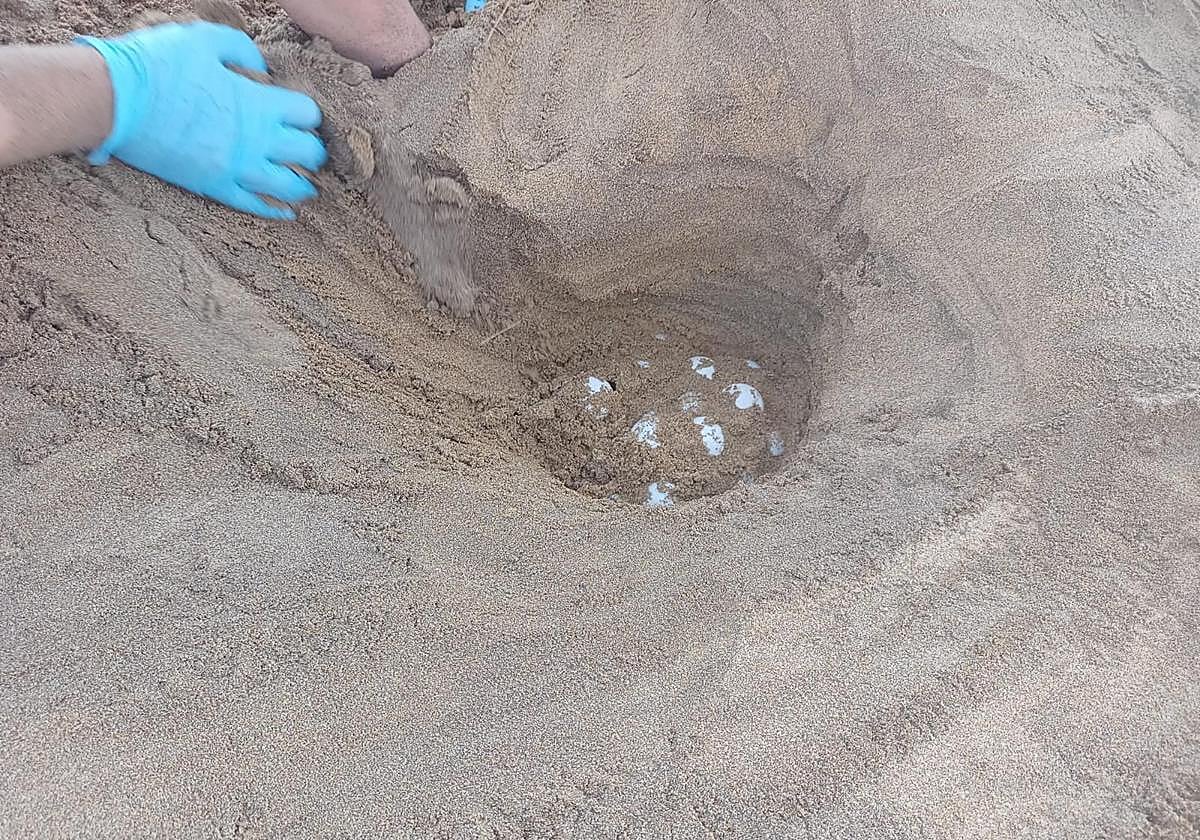 La Comunidad localiza y protege un nuevo anidamiento de tortuga boba en el interior del Parque Regional de Calblanque