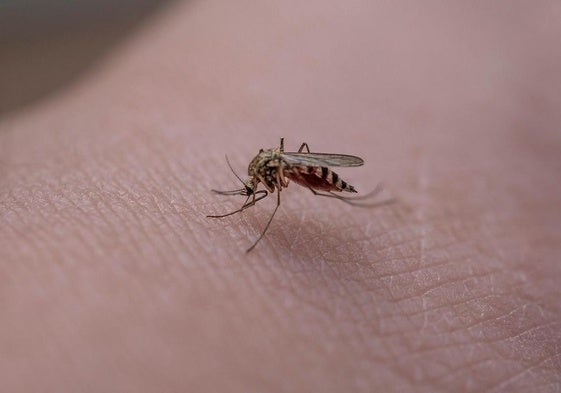 Un mosquito posado sobre una persona.