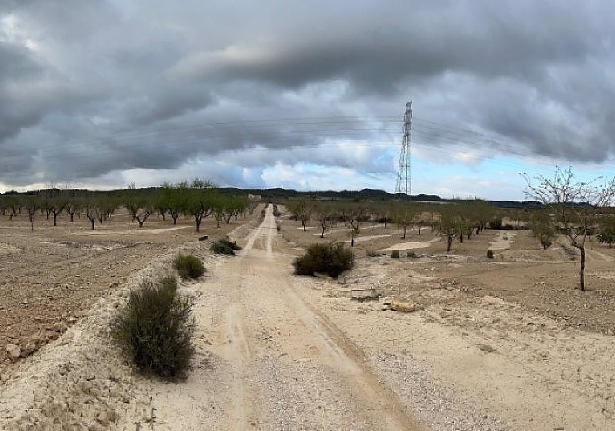 Cultivos de almendros en una imagen incluida en el proyecto del camping, en el entorno de Sierra Escalona.