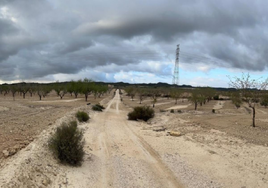 Cultivos de almendros en una imagen incluida en el proyecto del camping, en el entorno de Sierra Escalona.