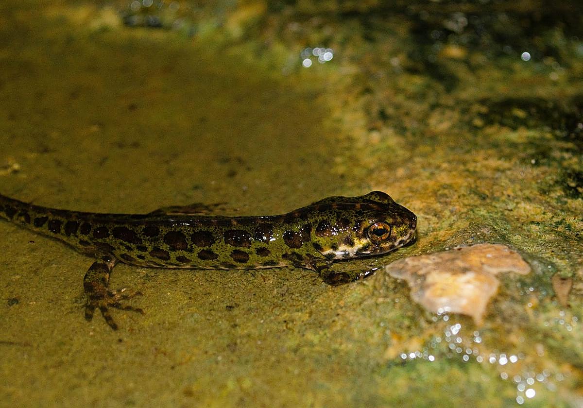 Imagen de un ejemplar de tritón pigmeo.