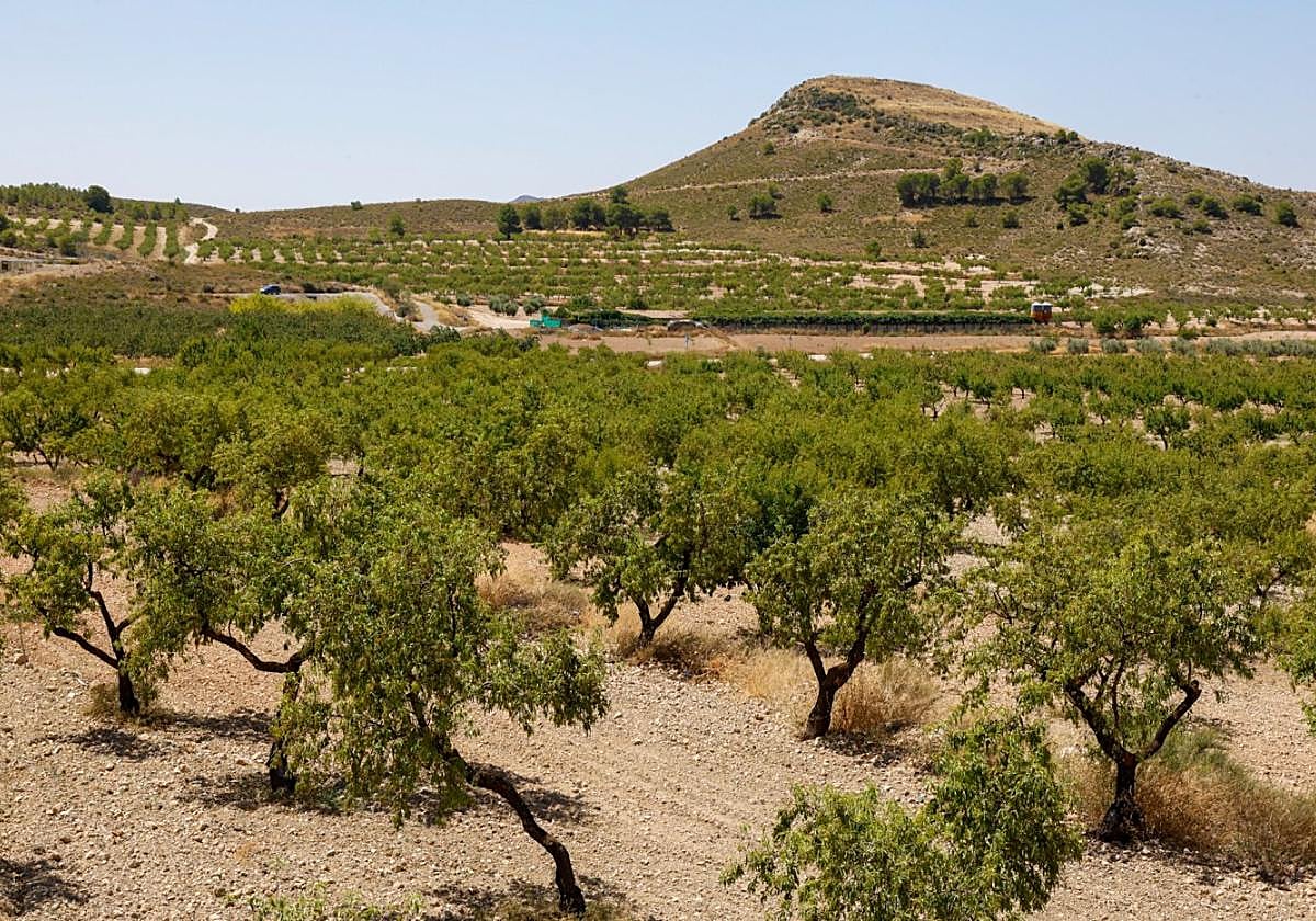 Cultivos de almendro en una finca de las tierras altas.