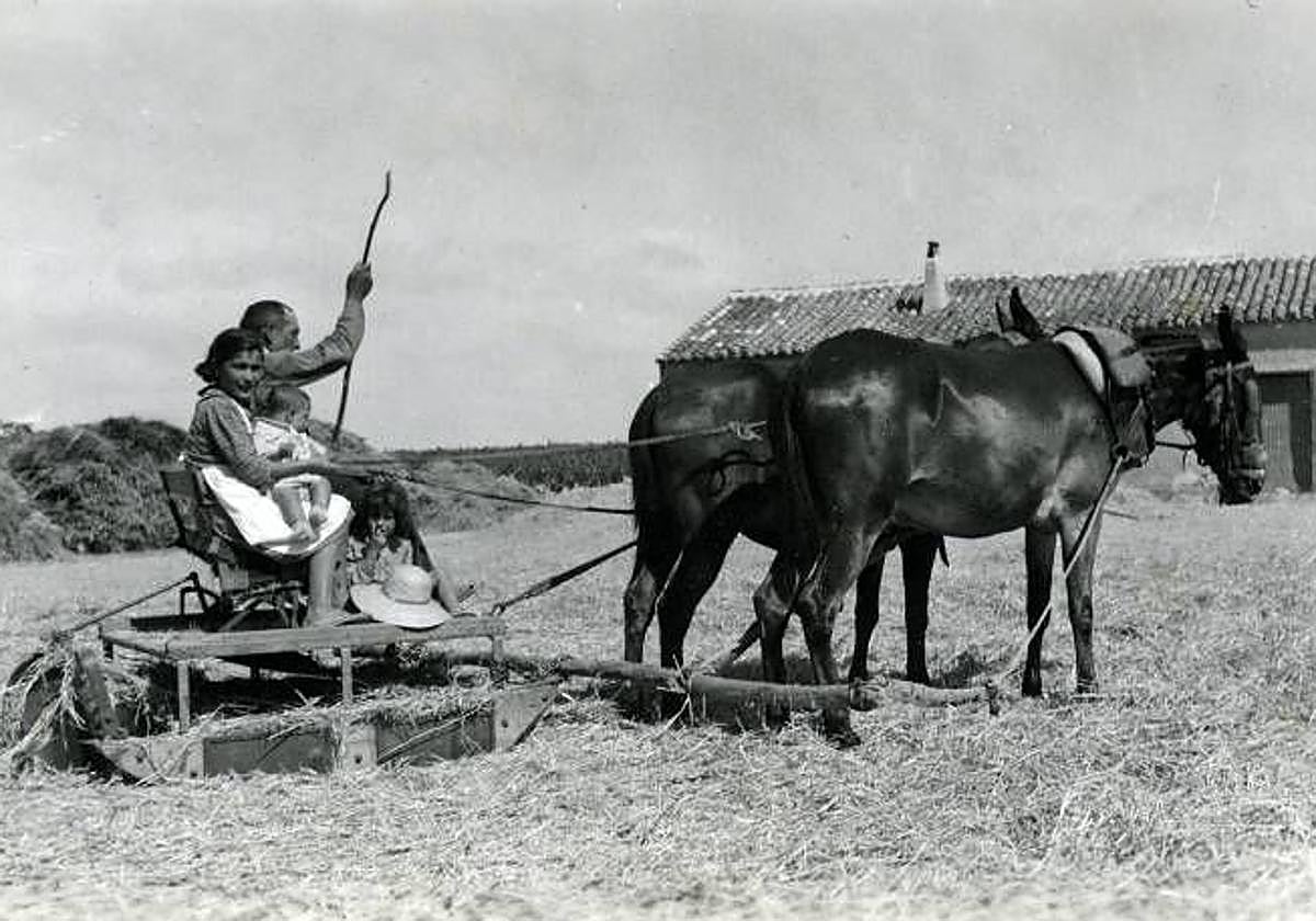 Jumilla. Imagen de la trilla en la finca Casa de la Huerta (c. 1942).