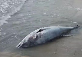 Captura del vídeo de uno de los bañistas.