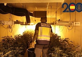 Agente de Policía Nacional en una de las plantaciones.